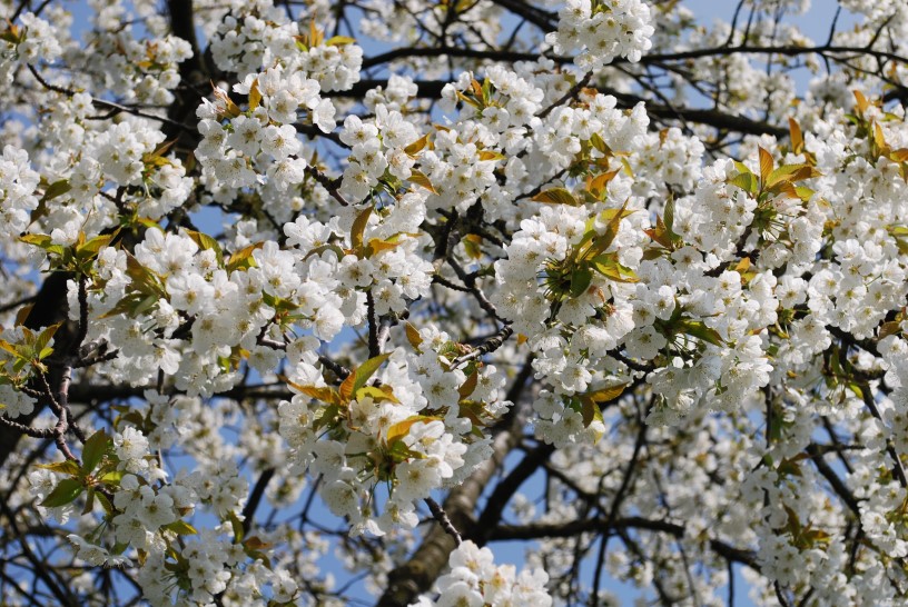 Bloesems 1 816 x 546 nr1